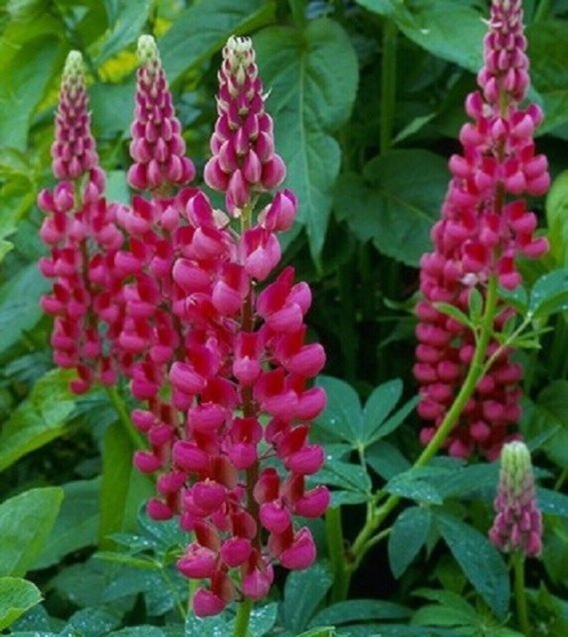 Green River 25 Magenta Lupine Seeds - Vibrant Spiky Blooms, Fast Growing Perennials, Premium Seeds, Decor Decoratives Thrives in Cool Climates, Spring Full Sun