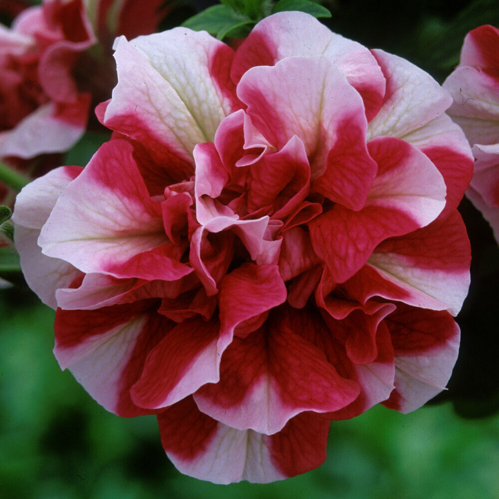 Green River 50 Double Red White Petunia Seeds - Decor Decoratives for Pots, Premium Seeds for Pots, Hanging Baskets & Flower Beds - Easy to Grow, Vibrant, Cascading Beauty - Full Sun, Spring to Fall Blooms