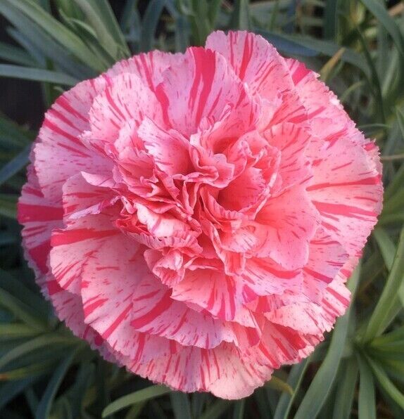 Green River 100 Bob's Highlight Carnation Seeds- Premium Flower Seeds for Planting Borders, Bouquets & Cottage Gardens | Ruffled Fragrant Carnation Flower Seeds | Fancy Carnation Seeds | Perennial Blooms for Pollinator & Cut Flower Gardens