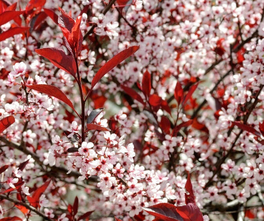 How to Attract Pollinators With Flower Seeds