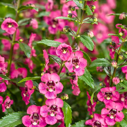 200 Magenta Snapdragon Seeds Flower Perennial Flowers Seed US SELLER 1254