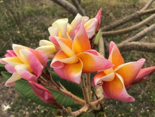 Green River 5 Blush Orange Plumeria Seeds - Flower Seed Pack, Premium Tropical Blooms, Fragrant Perennial Plants for Garden Charm, Ideal for Leis and Containers
