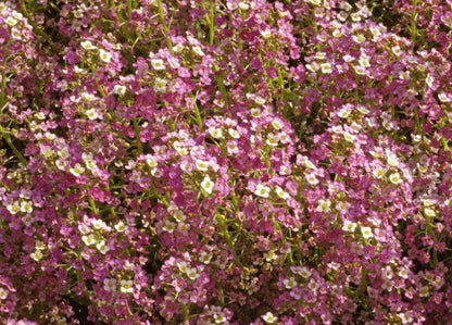 Green River Seeds 25 Sweet Alyssum Sweet Seeds - Tiny Colorful Flowers for Spring and Fall Gardening, Ideal for Hanging Baskets and Pathways