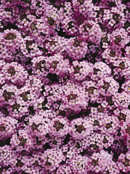 Green River Seeds 25 Sweet Alyssum Orchid Seeds - Tiny Colorful Flowers for Spring and Fall Gardening, Ideal for Hanging Baskets and Pathways