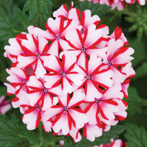 Green River 50 Candy cane Verbena Seeds- Perennial Flower Seeds for Pots and Gardens, Vibrant Blooms for Pollinator Gardens, Fast-Growing Plant Seeds for Summer Color