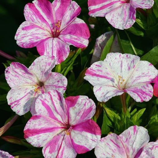 Green River Seeds 25 Marbles Red White Four O'clock Flowers Seeds - Perennial Flower Seed Pack, Fragrant Night Blooming for Pollinator Gardens, Easy to Grow, Heirloom Seeds for Outdoor Planting, Cottage Garden Blend