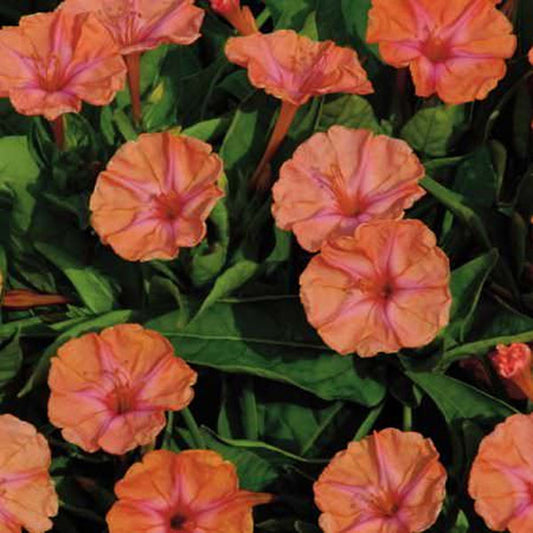 Green River Seeds 25 Marbles Salmon Sunset Four O'clock Flowers Seeds - Perennial Flower Seed Pack, Fragrant Night Blooming for Pollinator Gardens, Easy to Grow, Heirloom Seeds for Outdoor Planting, Cottage Garden Blend