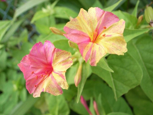 Green River Seeds 25 Lemonade Four O'clock Flowers Seeds - Perennial Flower Seed Pack, Fragrant Night Blooming for Pollinator Gardens, Easy to Grow, Heirloom Seeds for Outdoor Planting, Cottage Garden Blend
