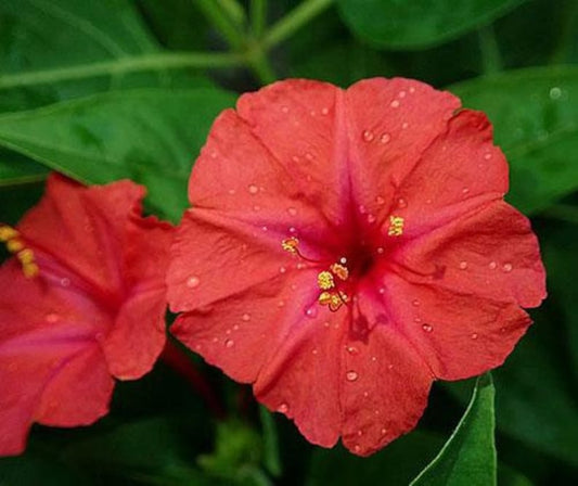 Green River Seeds 25 Orange Red Four O'clock Flowers Seeds - Perennial Flower Seed Pack, Fragrant Night Blooming for Pollinator Gardens, Easy to Grow, Heirloom Seeds for Outdoor Planting, Cottage Garden Blend