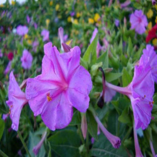 Green River Seeds 25 Purple Jasmine Four O'clock Flowers Seeds - Perennial Flower Seed Pack, Fragrant Night Blooming for Pollinator Gardens, Easy to Grow, Heirloom Seeds for Outdoor Planting, Cottage Garden Blend