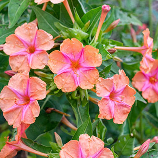 Green River Seeds 25 Pink Orange Four O'clock Flowers Seeds - Perennial Flower Seed Pack, Fragrant Night Blooming for Pollinator Gardens, Easy to Grow, Heirloom Seeds for Outdoor Planting, Cottage Garden Blend