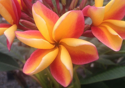 Green River 5 Bright Orange Pink Plumeria Seeds - Flower Seed Pack, Premium Tropical Blooms, Fragrant Perennial Plants for Garden Charm, Ideal for Leis and Containers