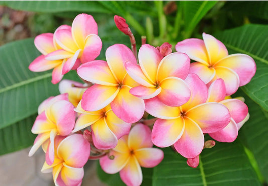 Green River 5 Pink White Yellow Plumeria Seeds - Flower Seed Pack, Premium Tropical Blooms, Fragrant Perennial Plants for Garden Charm, Ideal for Leis and Containers