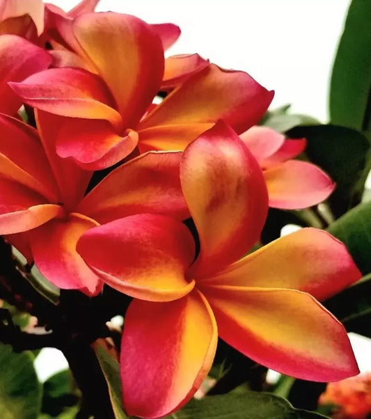 Green River 5 Bright Orange Pink Yellow Plumeria Seeds - Flower Seed Pack, Premium Tropical Blooms, Fragrant Perennial Plants for Garden Charm, Ideal for Leis and Containers