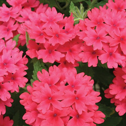 Green River 50 Coral Verbena Seeds- Perennial Flower Seeds for Pots and Gardens, Vibrant Blooms for Pollinator Gardens, Fast-Growing Plant Seeds for Summer Color
