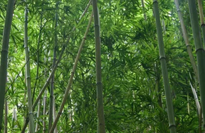Green River 50 Stimulosa Bamboo Seeds - Tall Bamboo Plant Seeds for Privacy Screens & Garden Landscaping – Premium Bamboo Seeds for Planting Outdoors or in Pots – Non-Invasive Fast-Growing Lawn Plants – Seeds for Gardening & More