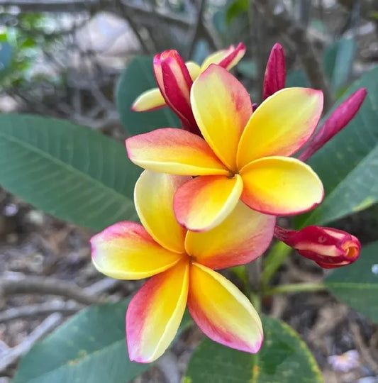Green River 5 Light Pink Yellow Plumeria Seeds - Flower Seed Pack, Premium Tropical Blooms, Fragrant Perennial Plants for Garden Charm, Ideal for Leis and Containers