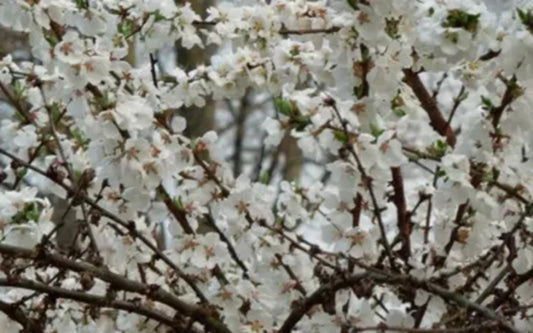 Green River 5 Nanking Cherry Tree Seeds - Fragrant White Blossoms for Early Spring Gardening & Ornamental Landscaping