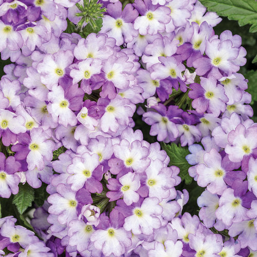 Green River 50 Sparkling Amethyst Verbena Seeds- Perennial Flower Seeds for Pots and Gardens, Vibrant Blooms for Pollinator Gardens, Fast-Growing Plant Seeds for Summer Color