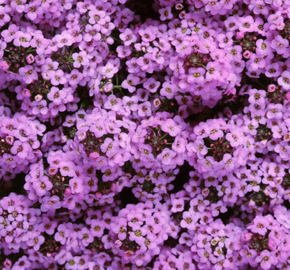 Green River Seeds 25 Sweet Alyssum Lilac Seeds - Tiny Colorful Flowers for Spring and Fall Gardening, Ideal for Hanging Baskets and Pathways