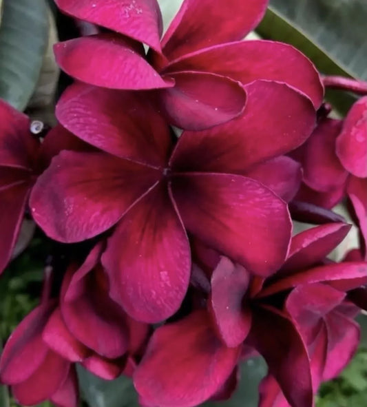 Green River 5 Maroon Plumeria Seeds - Flower Seed Pack, Premium Tropical Blooms, Fragrant Perennial Plants for Garden Charm, Ideal for Leis and Containers