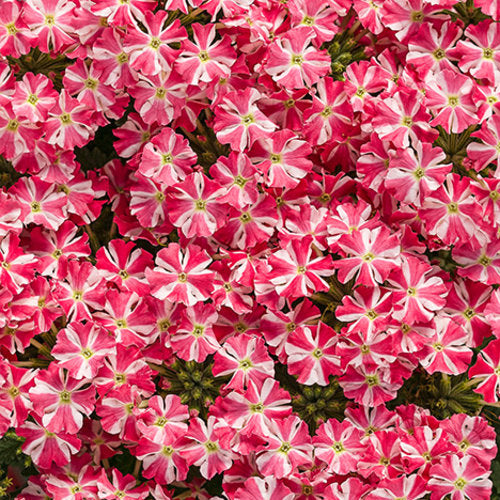 Green River 50 Cherry Burst Verbena Seeds- Perennial Flower Seeds for Pots and Gardens, Vibrant Blooms for Pollinator Gardens, Fast-Growing Plant Seeds for Summer Color