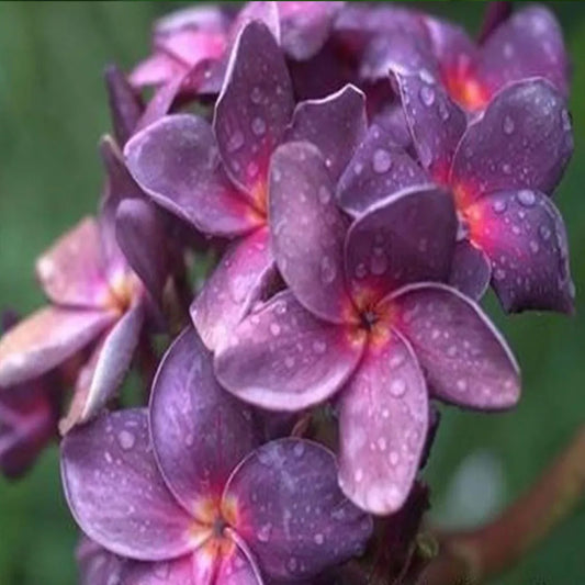 Green River 5 Purple Pink Plumeria Seeds - Flower Seed Pack, Premium Tropical Blooms, Fragrant Perennial Plants for Garden Charm, Ideal for Leis and Containers