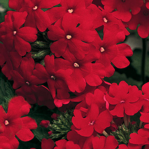 Green River 50 Red Violet Verbena Seeds- Perennial Flower Seeds for Pots and Gardens, Vibrant Blooms for Pollinator Gardens, Fast-Growing Plant Seeds for Summer Color