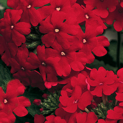 Green River 50 Red Violet Verbena Seeds- Perennial Flower Seeds for Pots and Gardens, Vibrant Blooms for Pollinator Gardens, Fast-Growing Plant Seeds for Summer Color