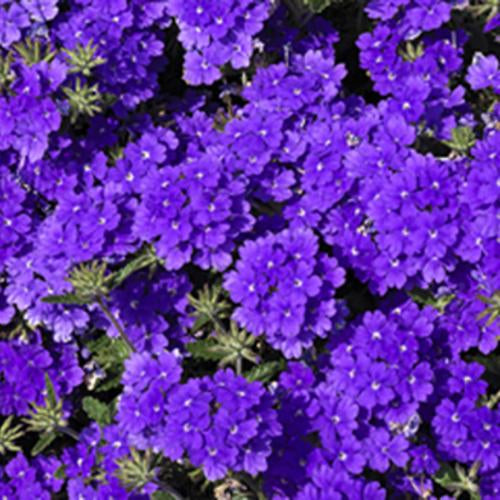Green River 50 Blue Verbena Seeds- Perennial Flower Seeds for Pots and Gardens, Vibrant Blooms for Pollinator Gardens, Fast-Growing Plant Seeds for Summer Color