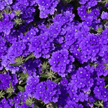Green River 50 Blue Verbena Seeds- Perennial Flower Seeds for Pots and Gardens, Vibrant Blooms for Pollinator Gardens, Fast-Growing Plant Seeds for Summer Color