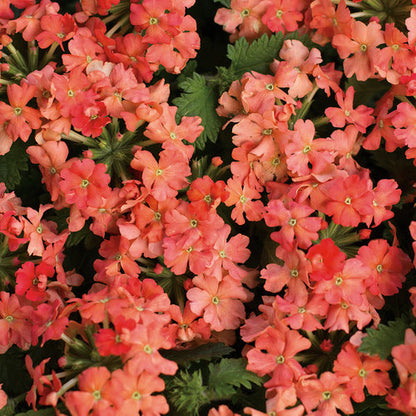 Green River 50 Peach Violet Verbena Seeds- Perennial Flower Seeds for Pots and Gardens, Vibrant Blooms for Pollinator Gardens, Fast-Growing Plant Seeds for Summer Color