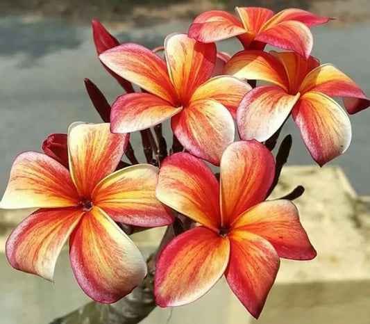 Green River 5 Orange Red Plumeria Seeds - Flower Seed Pack, Premium Tropical Blooms, Fragrant Perennial Plants for Garden Charm, Ideal for Leis and Containers