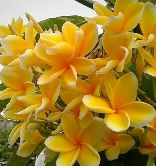 Green River 5 Bright Yellow Plumeria Seeds - Flower Seed Pack, Premium Tropical Blooms, Fragrant Perennial Plants for Garden Charm, Ideal for Leis and Containers