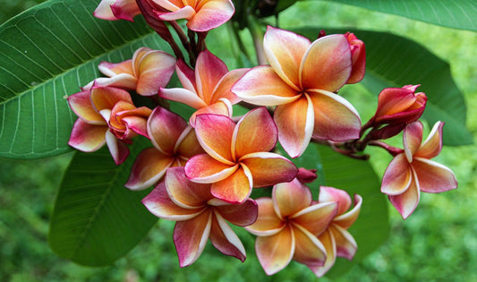 Green River 5 Orange Pink Yellow Plumeria Seeds - Flower Seed Pack, Premium Tropical Blooms, Fragrant Perennial Plants for Garden Charm, Ideal for Leis and Containers