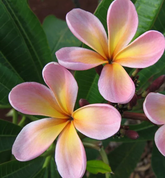 Green River 5 Purple Yellow Plumeria Seeds - Flower Seed Pack, Premium Tropical Blooms, Fragrant Perennial Plants for Garden Charm, Ideal for Leis and Containers