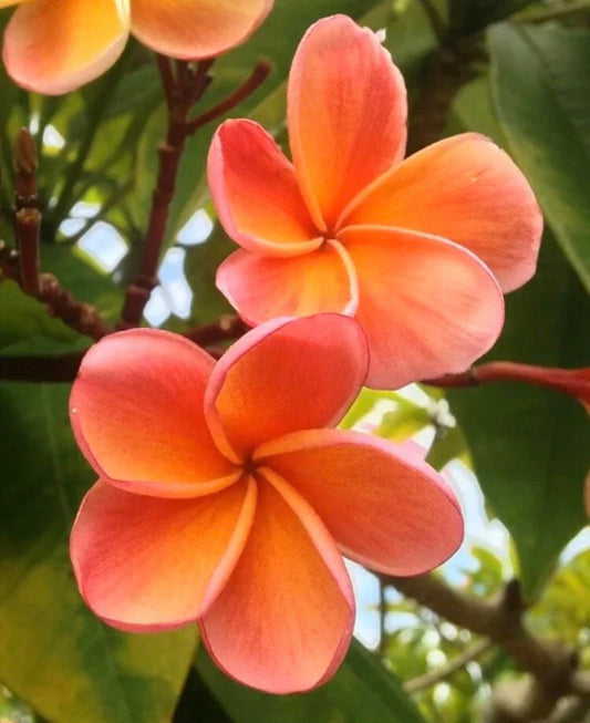 Green River 5 Orange Salmon Plumeria Seeds - Flower Seed Pack, Premium Tropical Blooms, Fragrant Perennial Plants for Garden Charm, Ideal for Leis and Containers