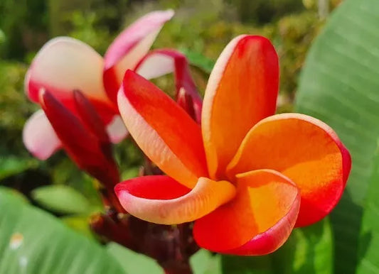 Green River 5 Orange Plumeria Seeds - Flower Seed Pack, Premium Tropical Blooms, Fragrant Perennial Plants for Garden Charm, Ideal for Leis and Containers