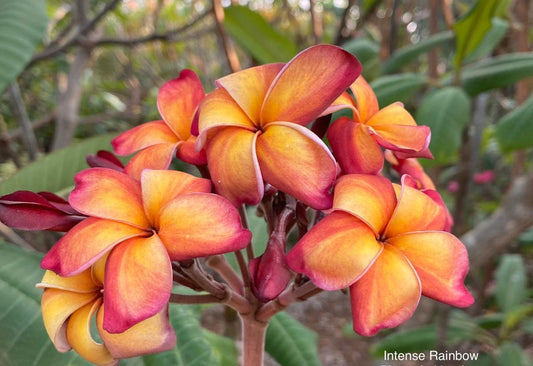 Green River 5 Pink, Yellow Red Plumeria Seeds - Flower Seed Pack, Premium Tropical Blooms, Fragrant Perennial Plants for Garden Charm, Ideal for Leis and Containers