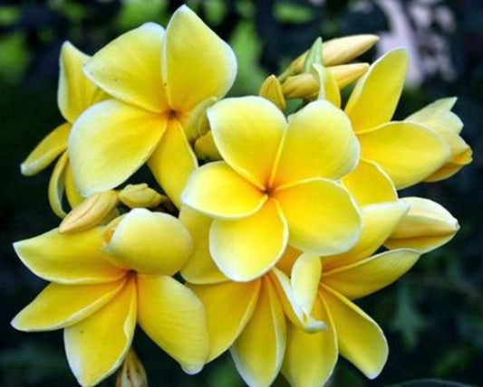 Green River 5 Yellow and White Plumeria Seeds - Flower Seed Pack, Premium Tropical Blooms, Fragrant Perennial Plants for Garden Charm, Ideal for Leis and Containers