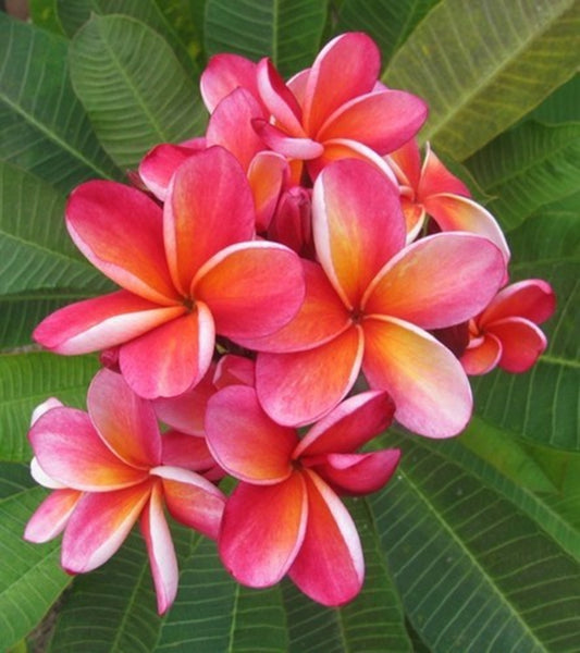 Green River 5 Orange and Pink Plumeria Seeds - Flower Seed Pack, Premium Tropical Blooms, Fragrant Perennial Plants for Garden Charm, Ideal for Leis and Containers
