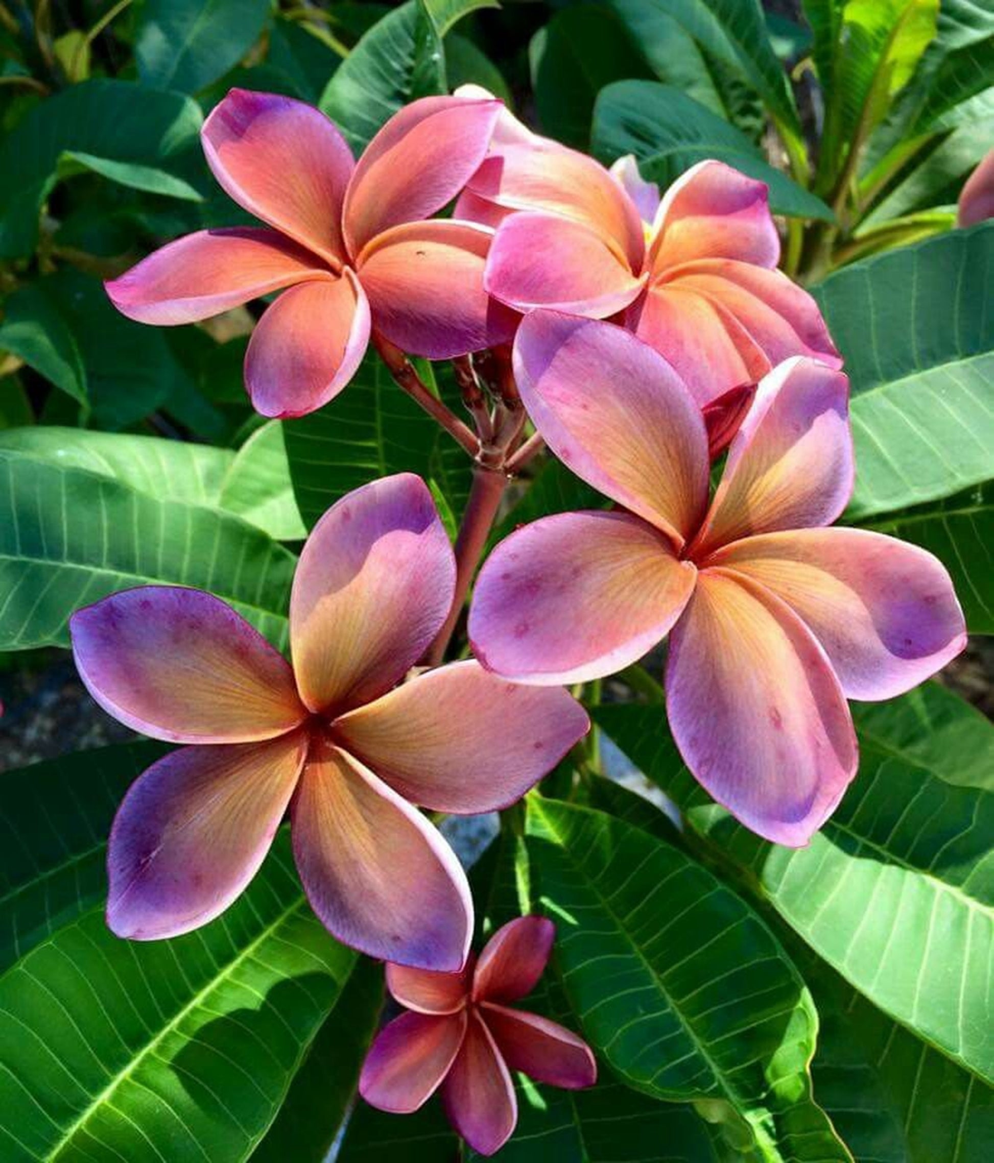 plumeria from seed to flower Green River 5 Purple and Yellow Plumeria Seeds