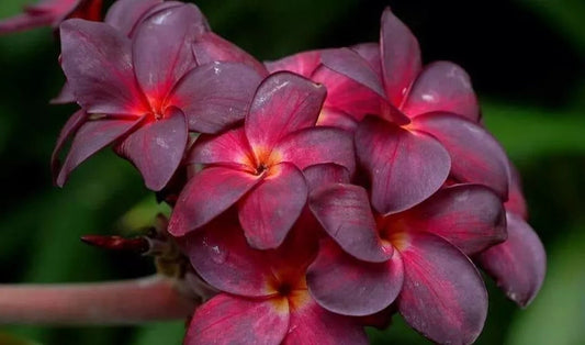 Green River 5 Black Purple Plumeria Seeds - Flower Seed Pack, Premium Tropical Blooms, Fragrant Perennial Plants for Garden Charm, Ideal for Leis and Containers