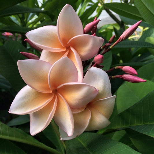 Green River 5 Blush Orange Plumeria Seeds - Flower Seed Pack, Premium Tropical Blooms, Fragrant Perennial Plants for Garden Charm, Ideal for Leis and Containers