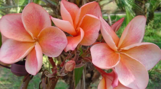 Green River 5 White Blush Yellow Plumeria Seeds - Flower Seed Pack, Premium Tropical Blooms, Fragrant Perennial Plants for Garden Charm, Ideal for Leis and Containers