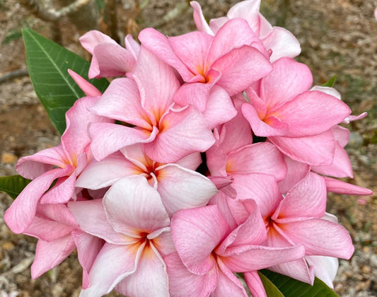 Green River 5 Pale Pink Plumeria Seeds - Flower Seed Pack, Premium Tropical Blooms, Fragrant Perennial Plants for Garden Charm, Ideal for Leis and Containers
