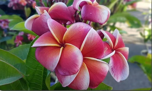 Green River 5 Orange Pink White Plumeria Seeds - Flower Seed Pack, Premium Tropical Blooms, Fragrant Perennial Plants for Garden Charm, Ideal for Leis and Containers