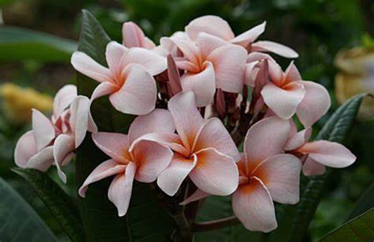 Green River 5 Pale pink and orange Plumeria Seeds - Flower Seed Pack, Premium Tropical Blooms, Fragrant Perennial Plants for Garden Charm, Ideal for Leis and Containers