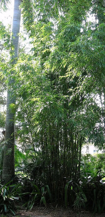 Green River 50 Gracilis Bamboo Seeds - Tall Bamboo Plant Seeds for Privacy Screens & Garden Landscaping – Premium Bamboo Seeds for Planting Outdoors or in Pots – Non-Invasive Fast-Growing Lawn Plants – Seeds for Gardening & More