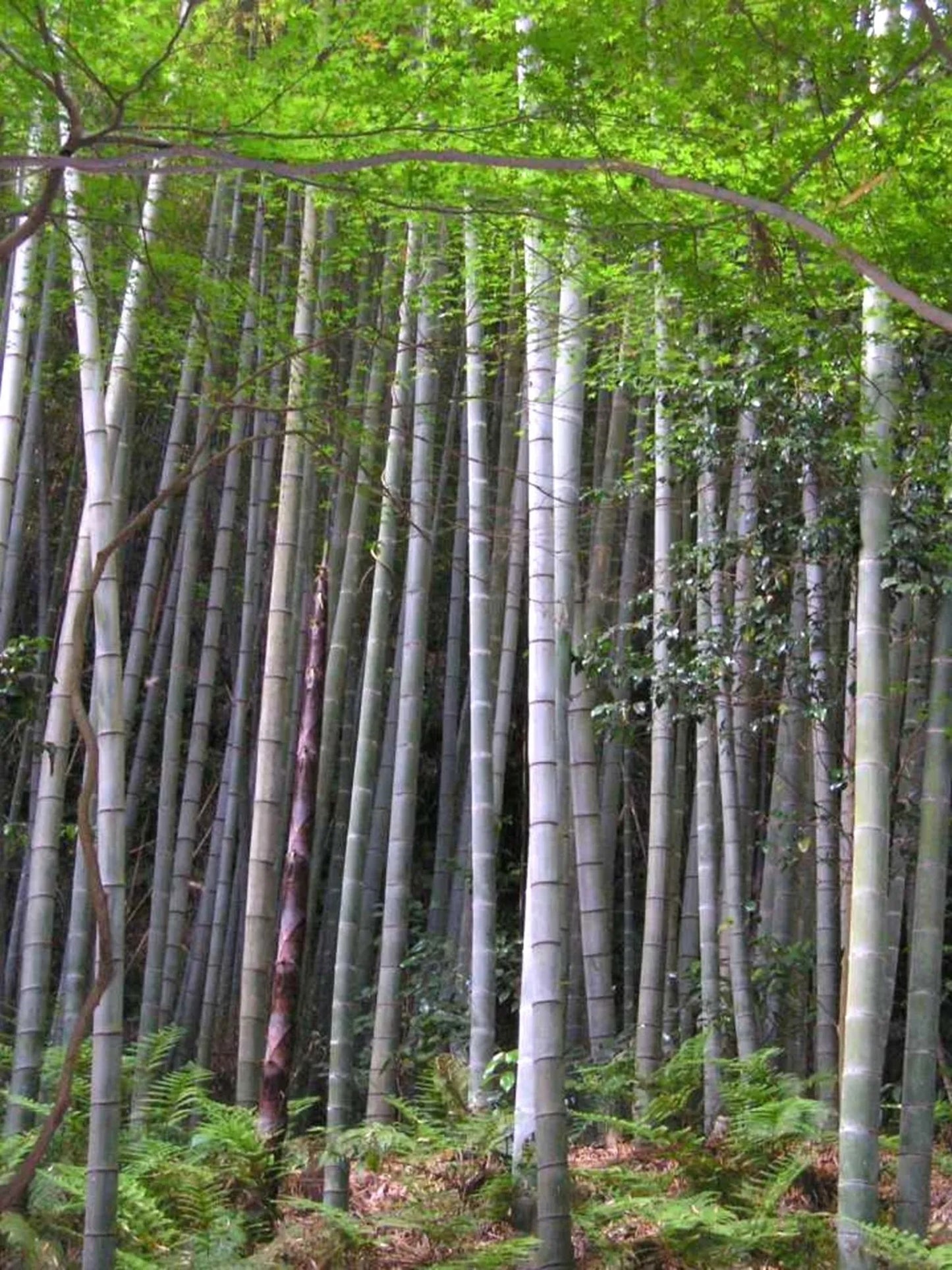 Green River 50 Phyllostachys Edulis Bamboo Seeds - Tall Bamboo Plant Seeds for Privacy Screens & Garden Landscaping – Premium Bamboo Seeds for Planting Outdoors or in Pots – Non-Invasive Fast-Growing Lawn Plants – Seeds for Gardening & More